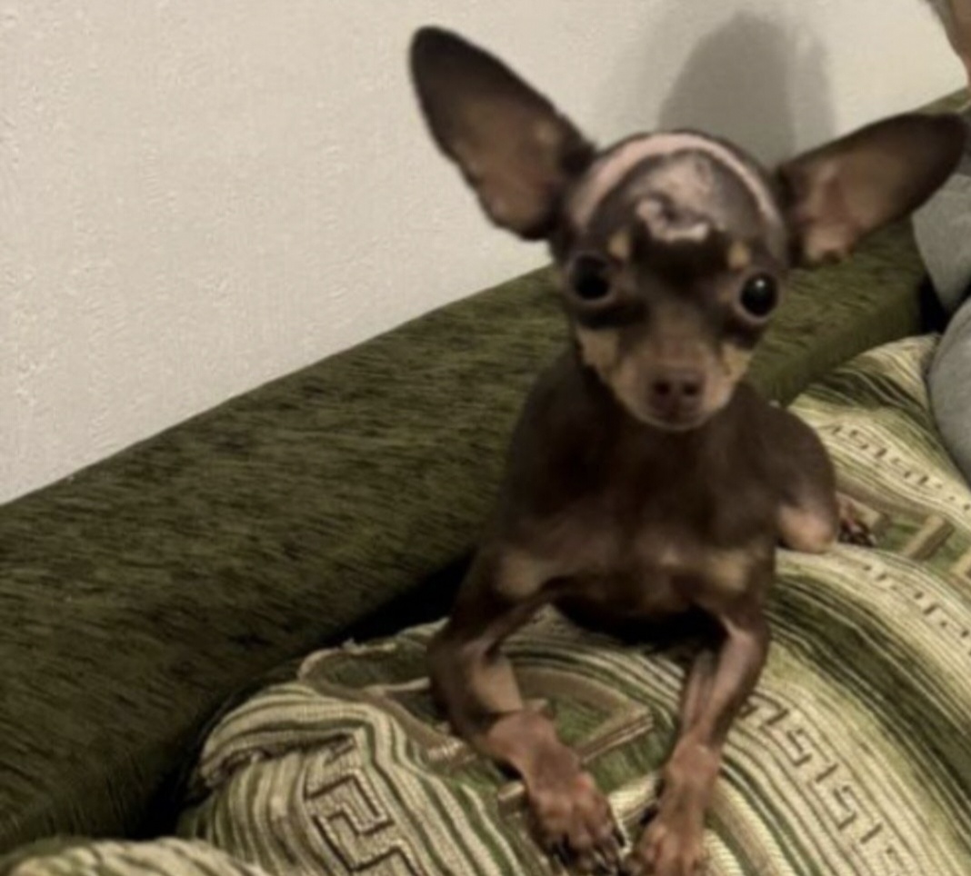 Красавица. Вика. 