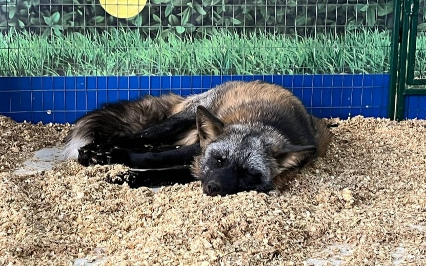    Организатора зоовыставки в ТЦ «Восток» оштрафовали в Ижевске