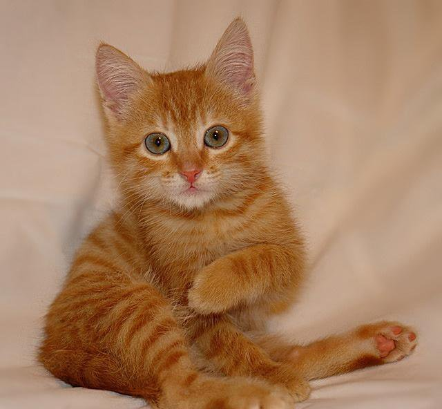 Фото с youla.ru для примера