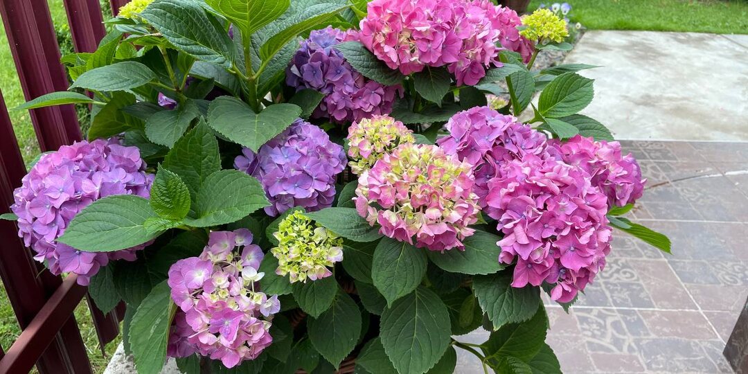 Как исправить гортензию в горшке, чтобы куст рос красивым