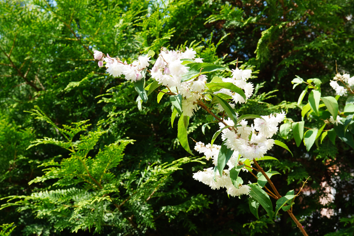 Не ТУЯсебе... :-)