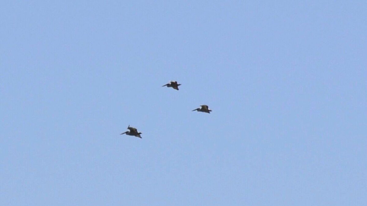     Источник: Администрация Волгоградской области