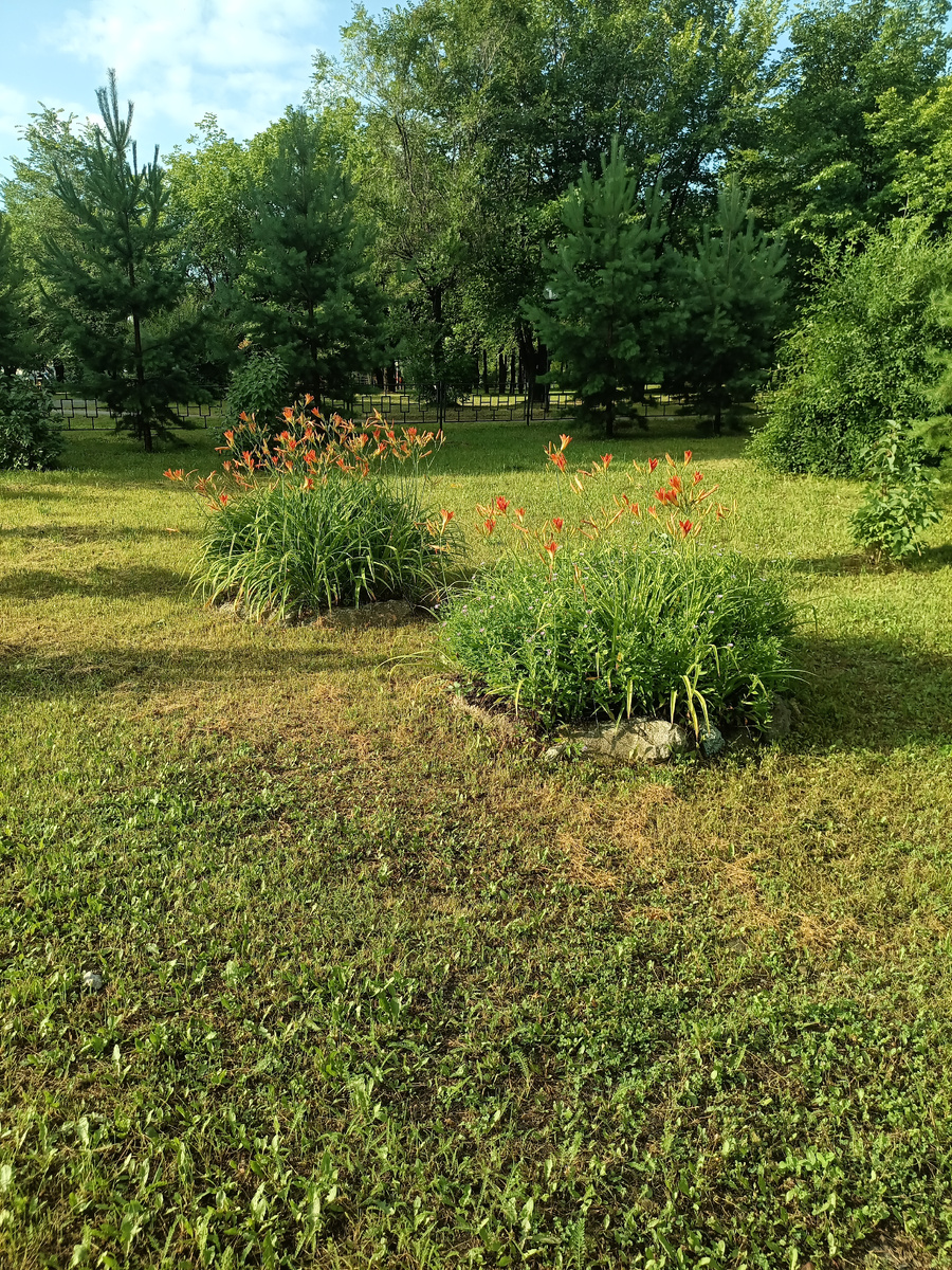 А между - две клумбы с лилейниками