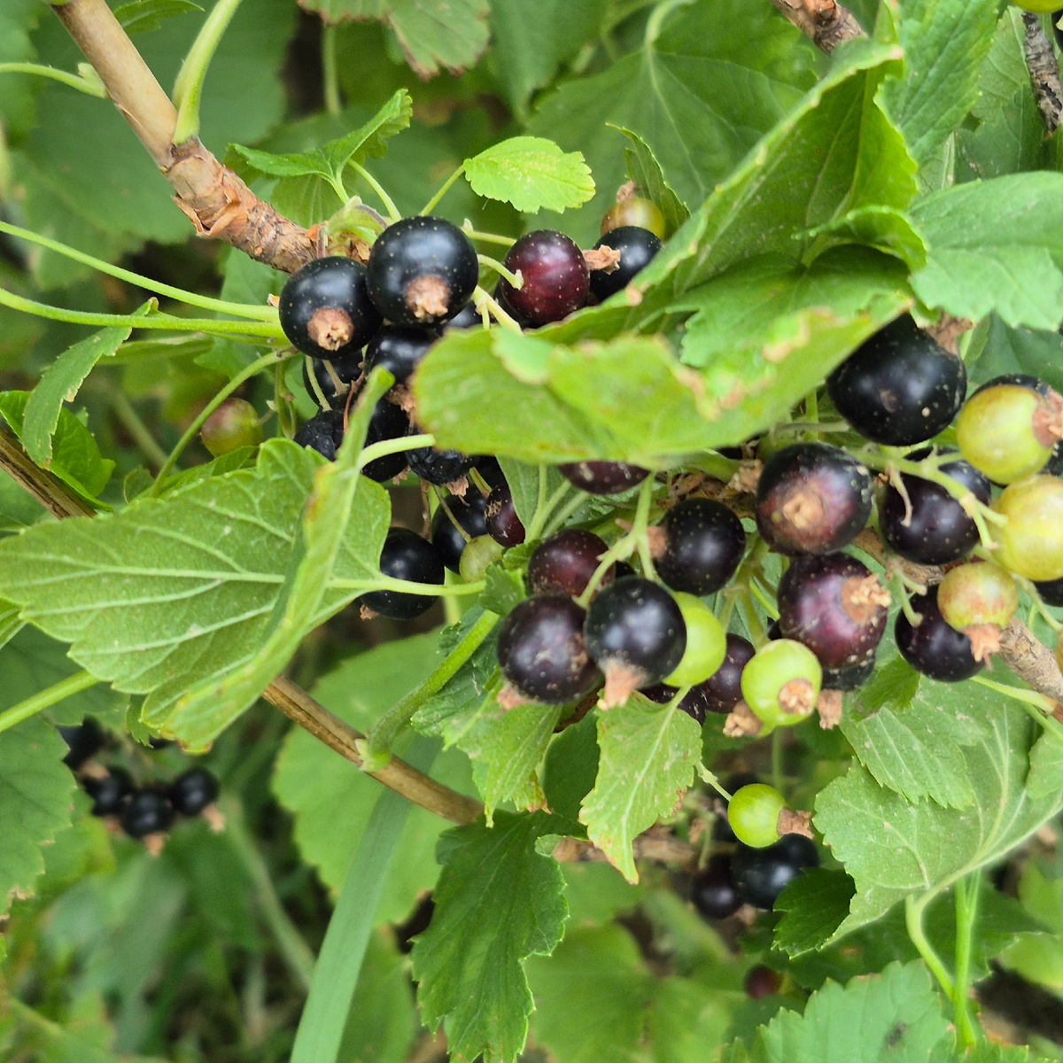 черная смородина