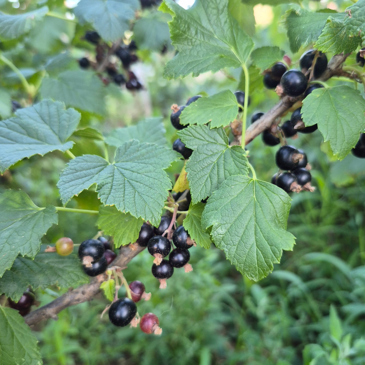 черная смородина