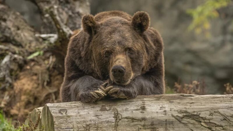     Медведь. Фото: ru.freepik.com, автор wirestock.