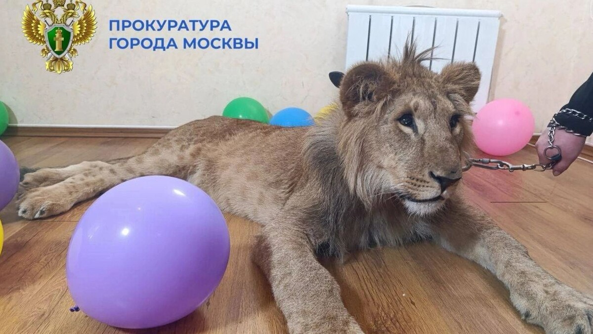    Фото: t.me/moscowproc