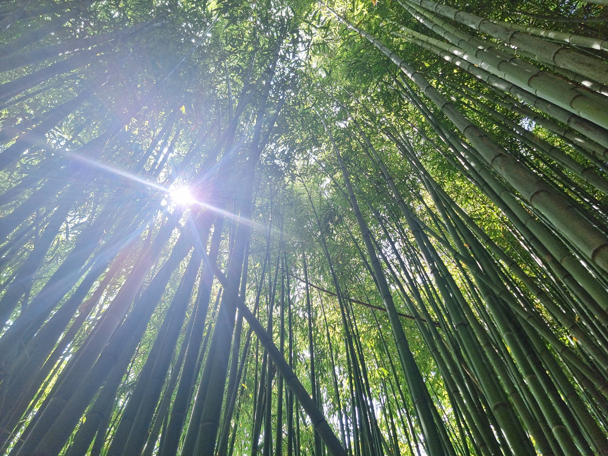 Что на картинке?