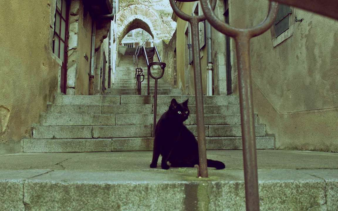 Черная кошка.