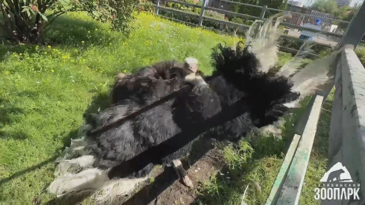     Источник: Челябинский зоопарк