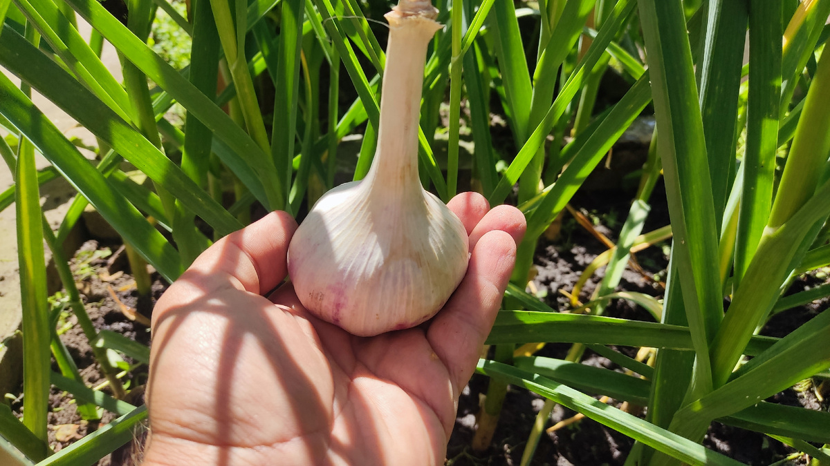 Когда выкапывать пора выкапывать озимый чеснок летом?