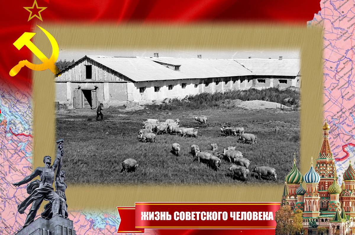 Колхозный свинарник
