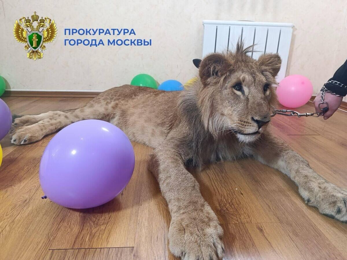    Лев, которого использовали для фотосессий© Фото : Прокуратура Москвы