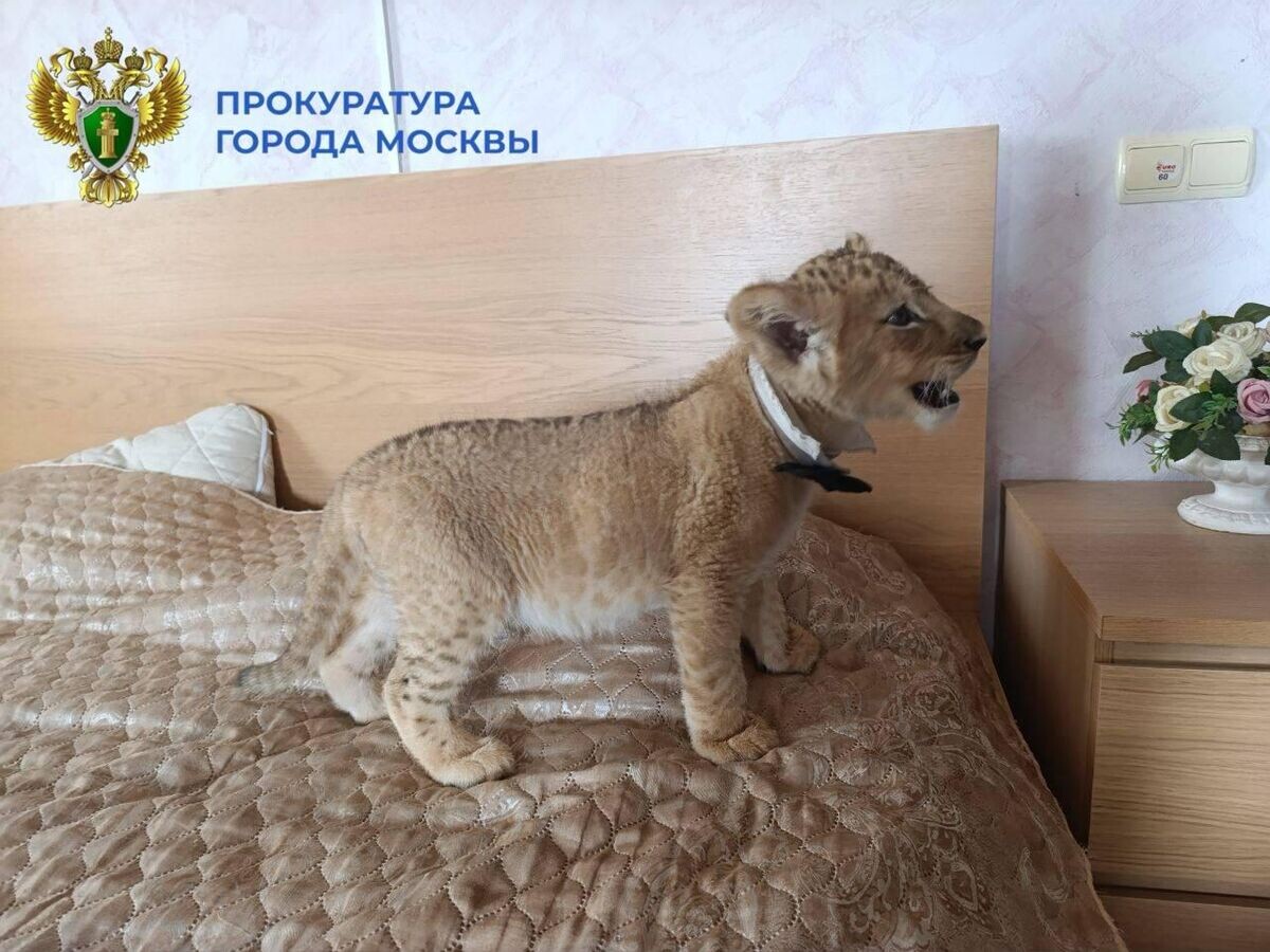    Львенок, которого использовали для фотосессий© Фото : Прокуратура Москвы