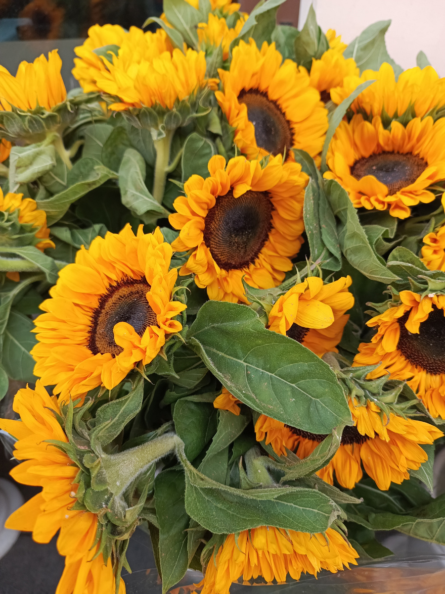 В полях под Саратовом росли эти солнышки когда- то..