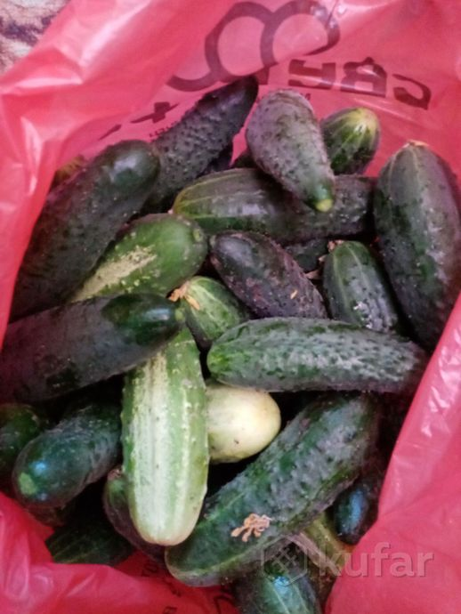 Огурцы колючие. Источник изображения: сайт www.kufar.by 