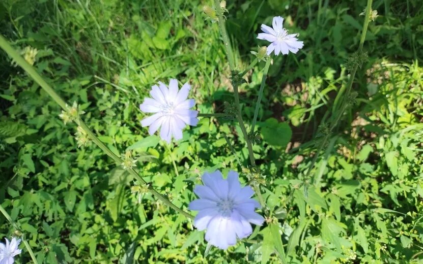    Погода в Ижевске на день: 14 июля до +25°С и без осадков