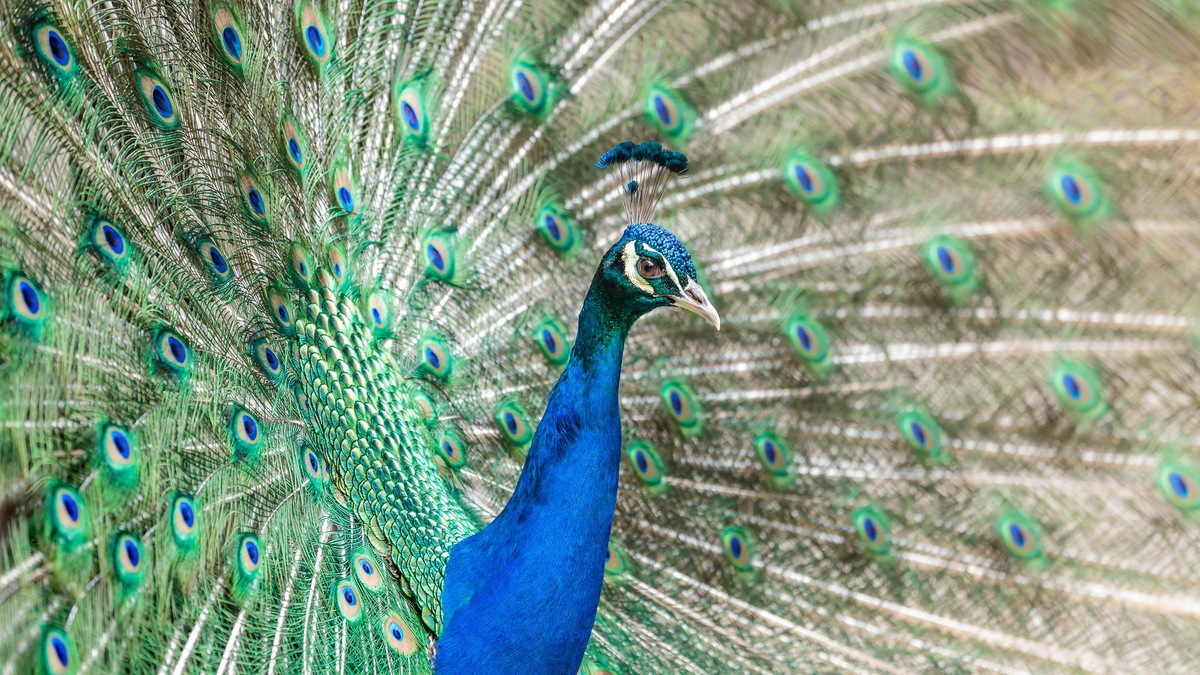 Фото с сайта: https://expothemes.com/themes/peacock-windows-theme