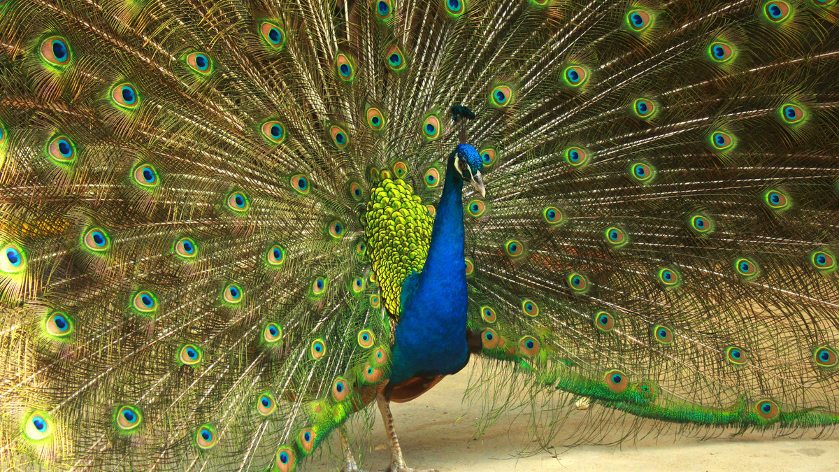 Фото с сайта: http://status.distributel.ca/jeringas+para+el+pavo