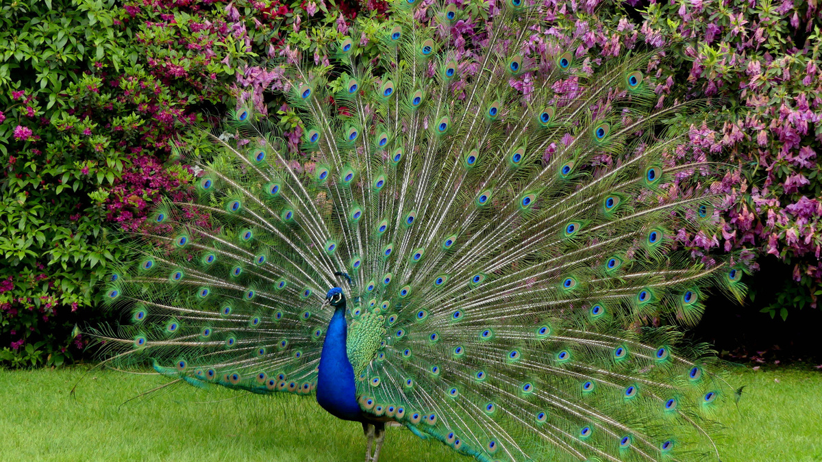 Фото с сайта: https://www.zastavki.com/rus/Animals/Birds/wallpaper-126457-23.htm