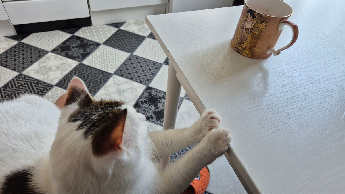 Это я пришла с работы и ужинаю с компанией на коленях