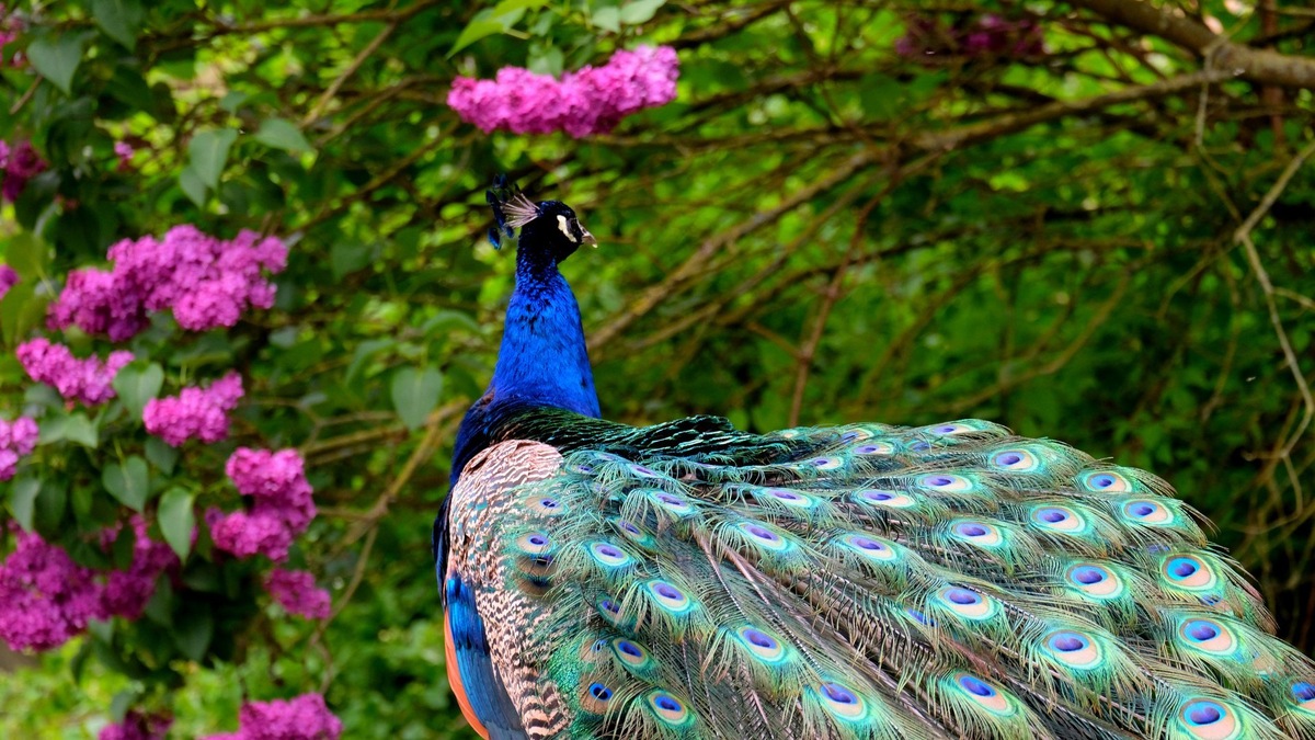 Фото с сайта: https://cdn.expothemes.com/themes/peacock-windows-theme