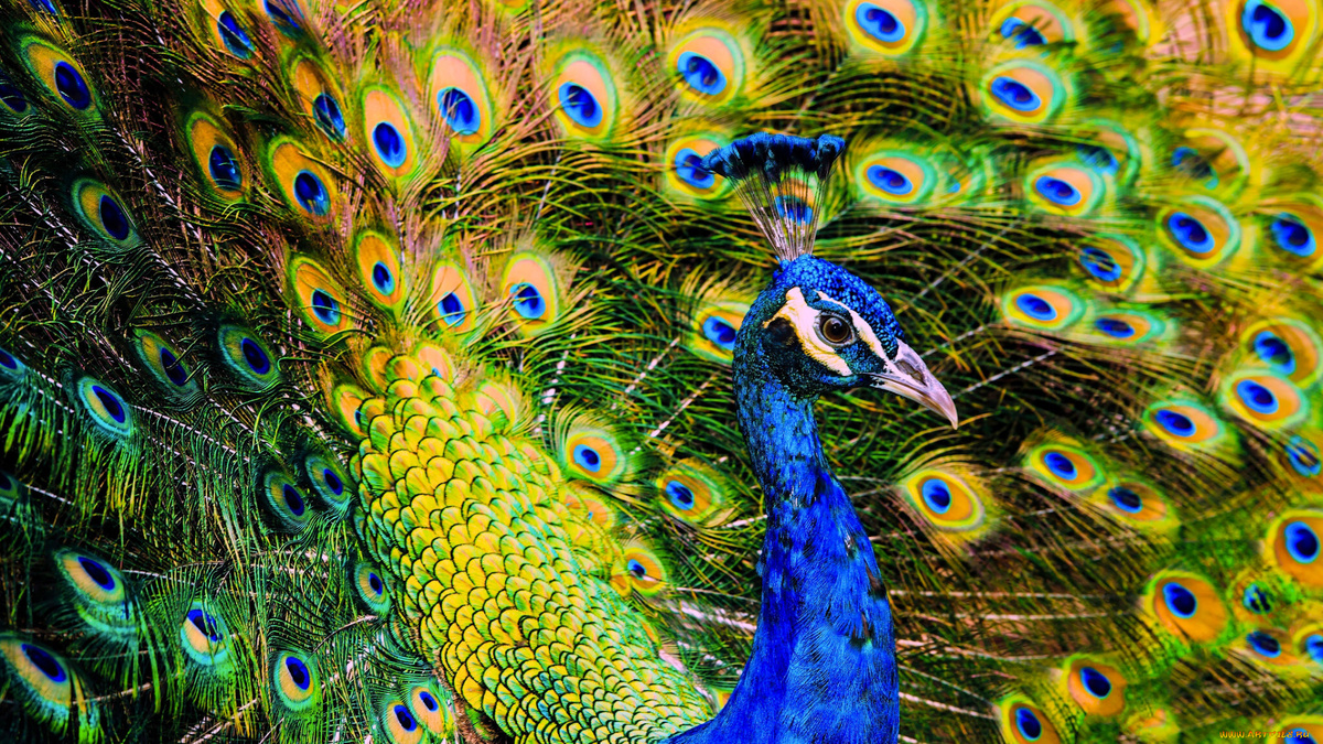 Фото с сайта: https://artfile.me/download/zhivotnye-pavliny-pavlin-1058245/1920x1080