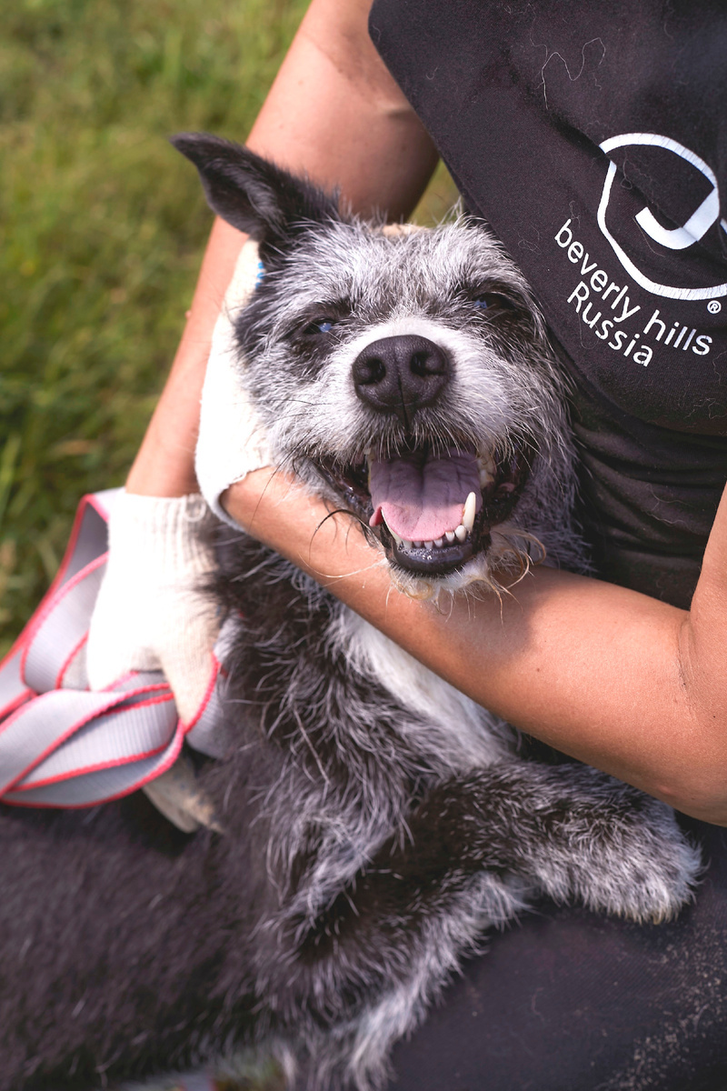 Вы ожидали грустную собаку? Но ведь веселые собаки тоже ждут и хотят домой