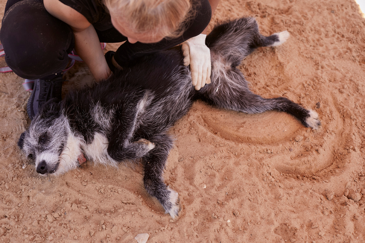 Ой. Если меня возьмете, полы можете не мыть! Я все собой оботру, все пылинки соберу. Уж так я валяться люблю