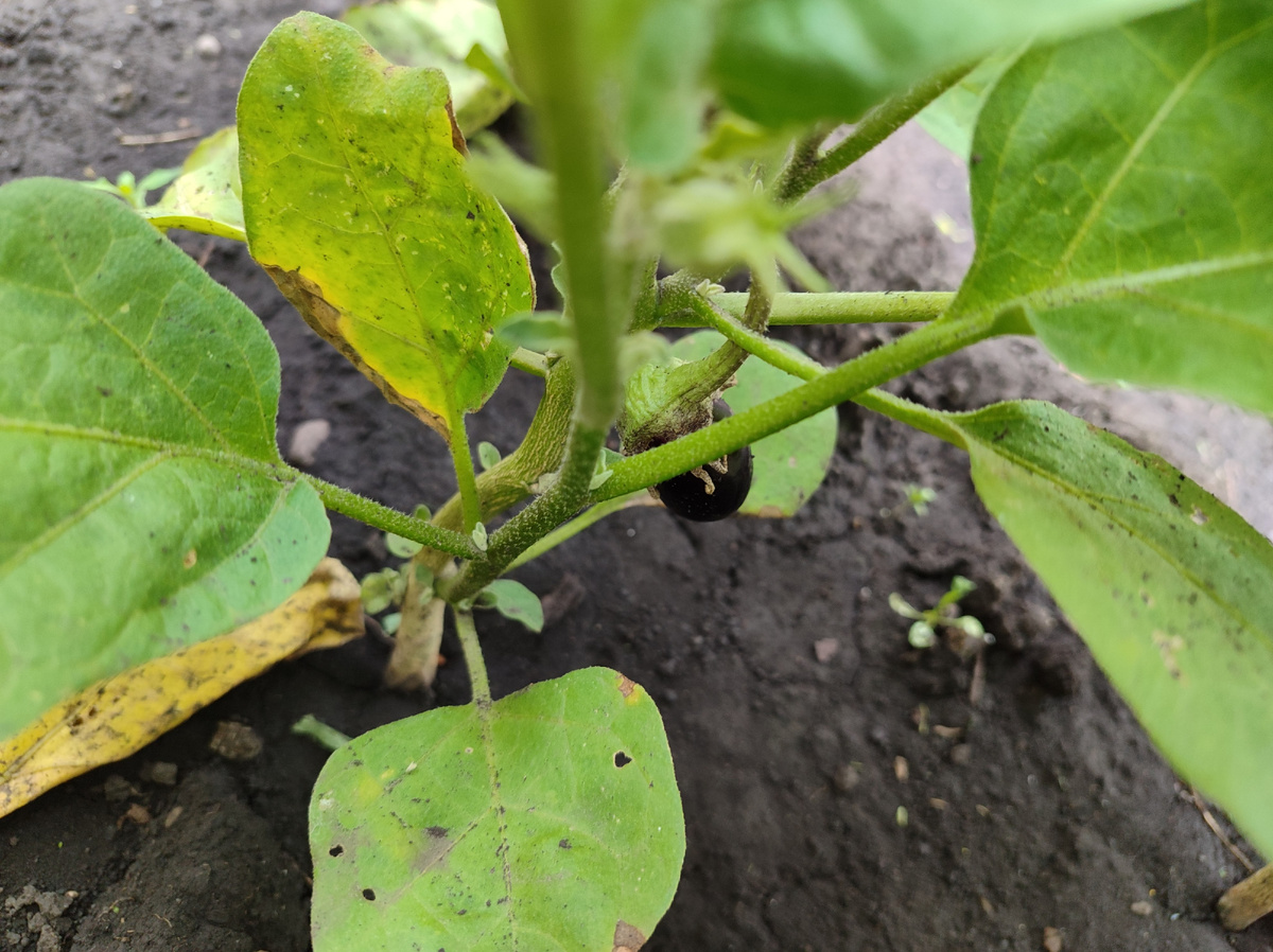 Угадали количество баклажанов?