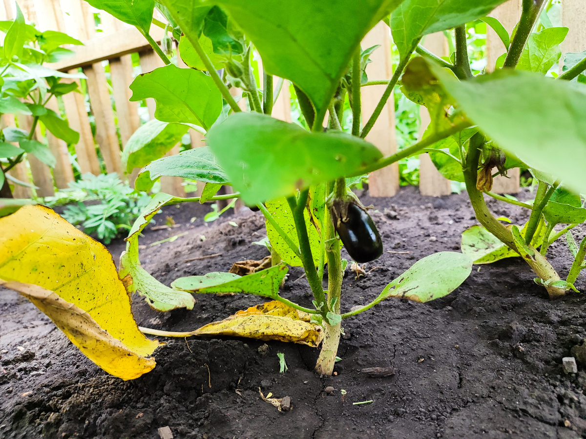 Если не угадали, то сколько думали?