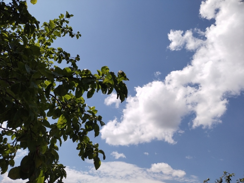 Я, похоже, вчера нас сглазила. Поставила фотографию ночного крокодила - вот он свет и проглотил! Сейчас выбирала снимок светлый, радостный, чтобы много солнца было, много неба... Поставила... Гляжу на облако... Ну точно, снова чистый крокодил и есть! Ну никак не расслабиться, всё время глаз да глаз нужен!!! 😁