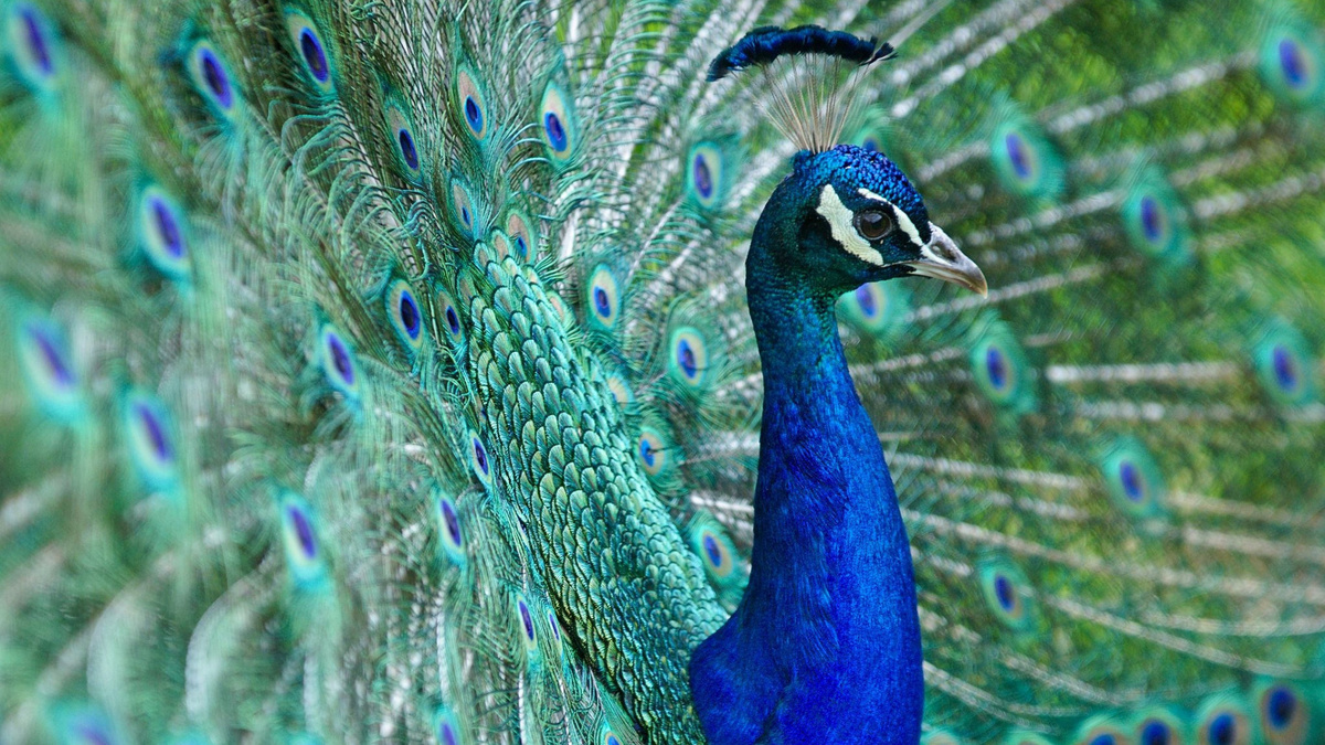 Фото с сайта: https://youdrop.ru/photo/okraski/pavlinov/