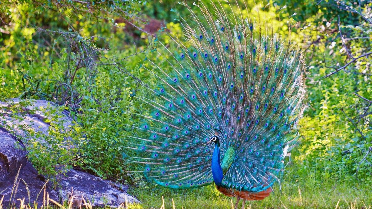 Фото с сайта: https://apkpure.com/ms/peacocks-live-wallpaper-backgrounds-hd/com.lux.live.wallpapers.and.creative.factory.wallpapers.backgrounds.hd.lwp.peacocks.live.wallpaper