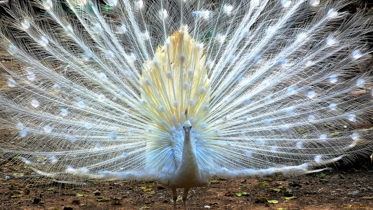 Фото с сайта: https://artfile.me/download/zhivotnye-pavliny-pavlin-791279/1920x1080