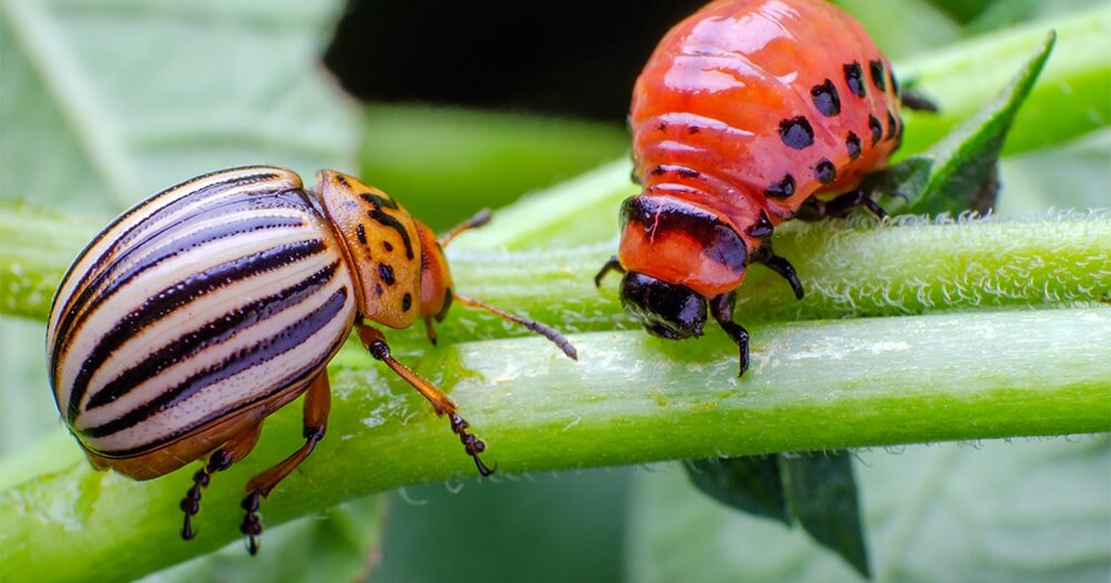 Колорадский жук покинет участок, если рядом с картошкой и баклажанами посадить это растение