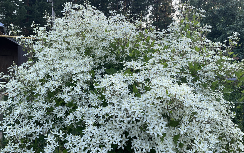    Погода в Ижевске на неделю: с 14 по 20 июля ждем тепло до +26°C и небольшие дожди
