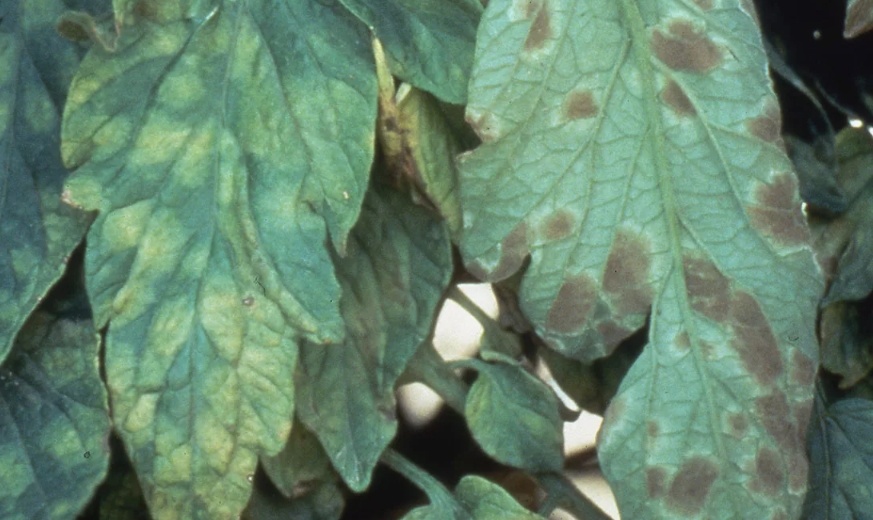 Проявление кладосориоза на томатах