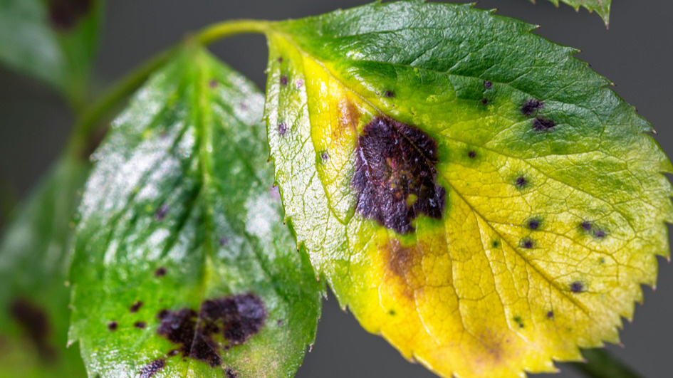 Опрыскиваю черную пятнистость раствором за 15 рублей в разгар лета. Розы восстанавливаются за 5 дней, пока у соседей листва опадает