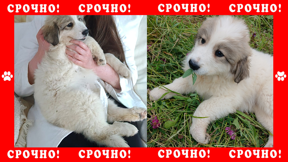 Пропал щенок Горной перинейской собаки в д. Елизаветино, Дмитровский округ, рядом Яхрома