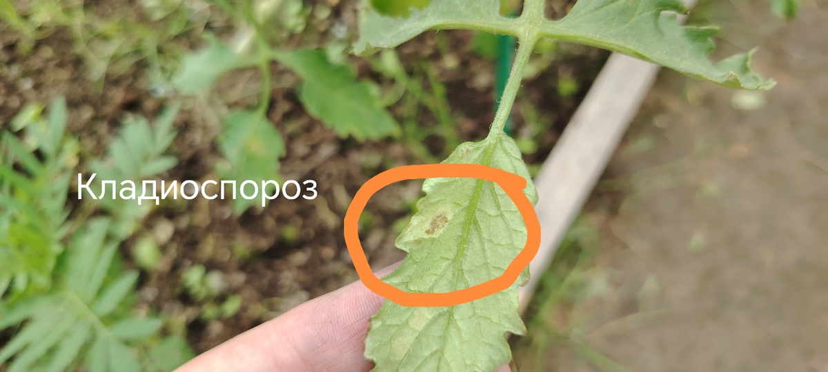 Оборотня сторона листа томата