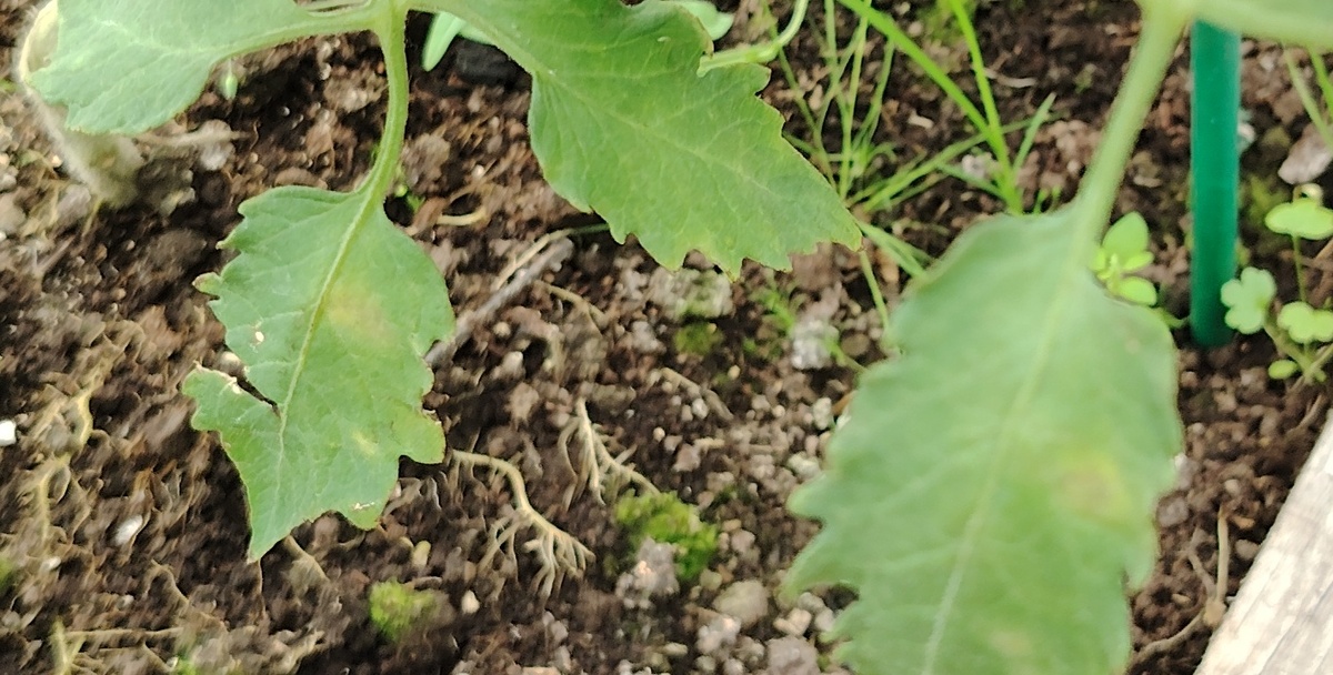 Кладиоспороз на томатах