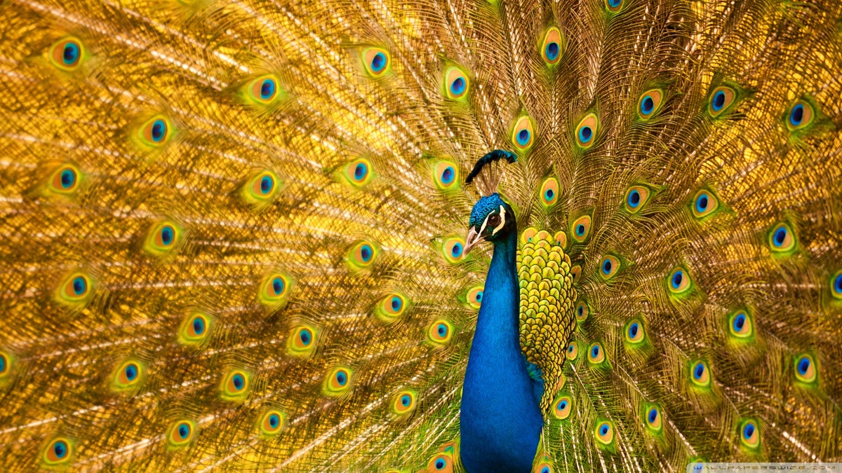 Фото с сайта: https://wallpaperswide.com/most_beautiful_birds_in_the_world-wallpapers.html