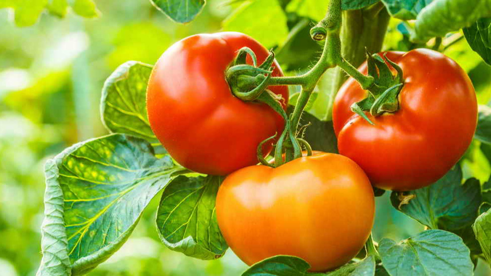 Результат ускоренного метода созревания томатов