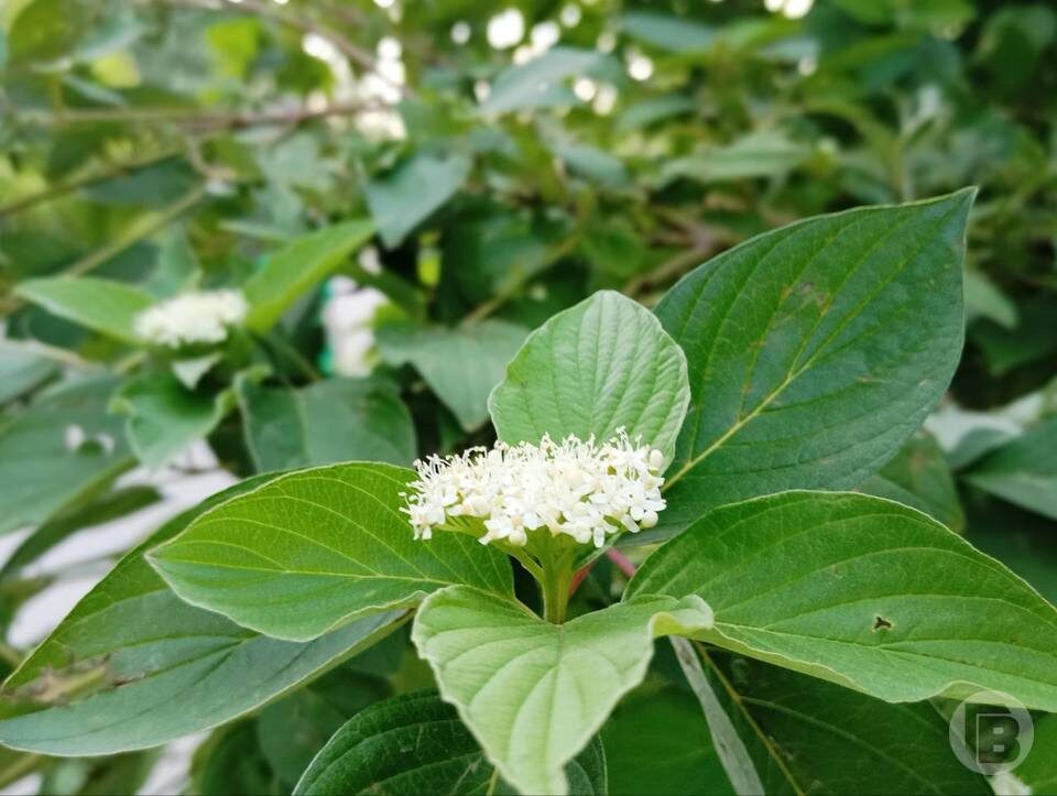    Фото: "Городские вести"