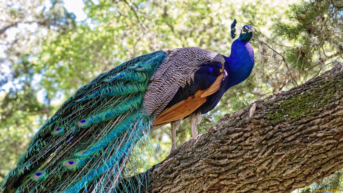 Фото с сайта: https://artfile.me/download/zhivotnye-pavliny-derevo-pavlin-ptica-pr-1265024/1920x1080