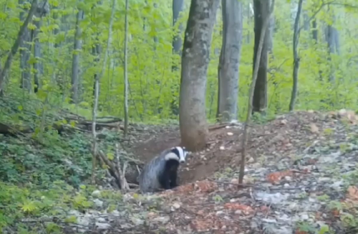    Заметить барсука днём - большая удача