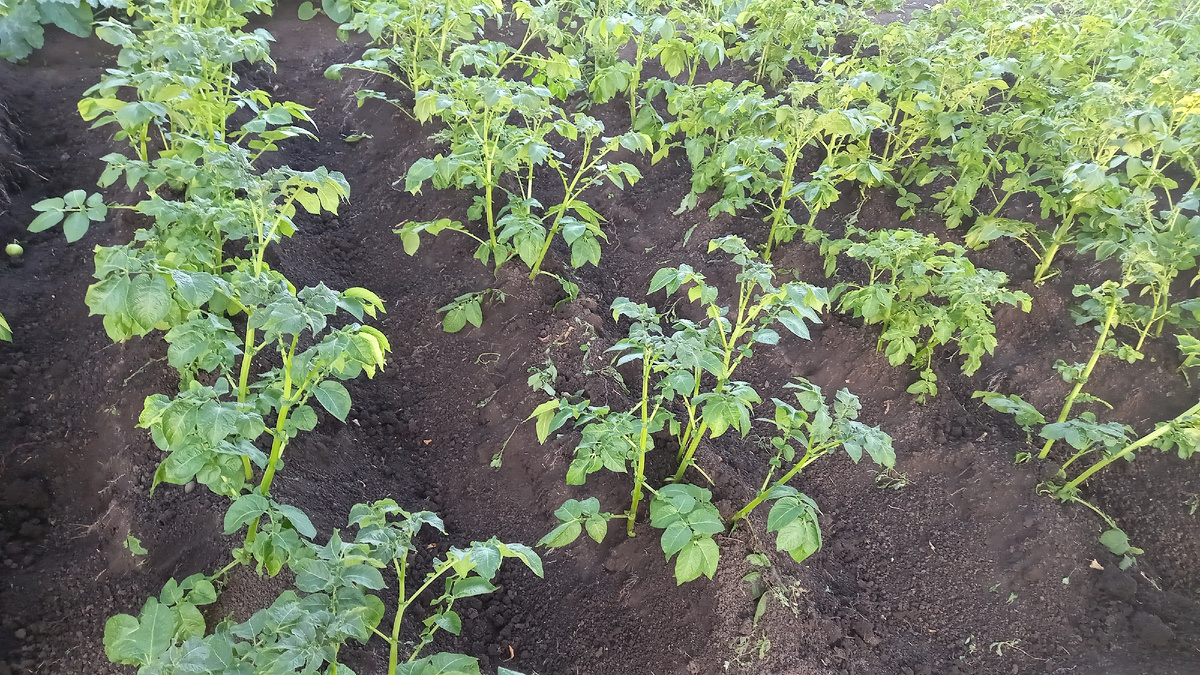 Как ухаживать за картошкой