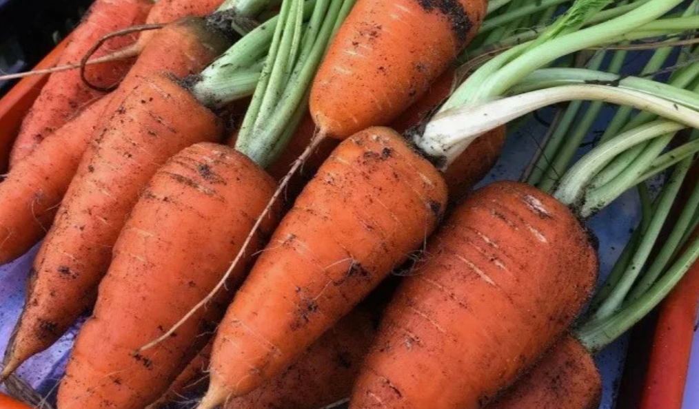 сорт Шантане