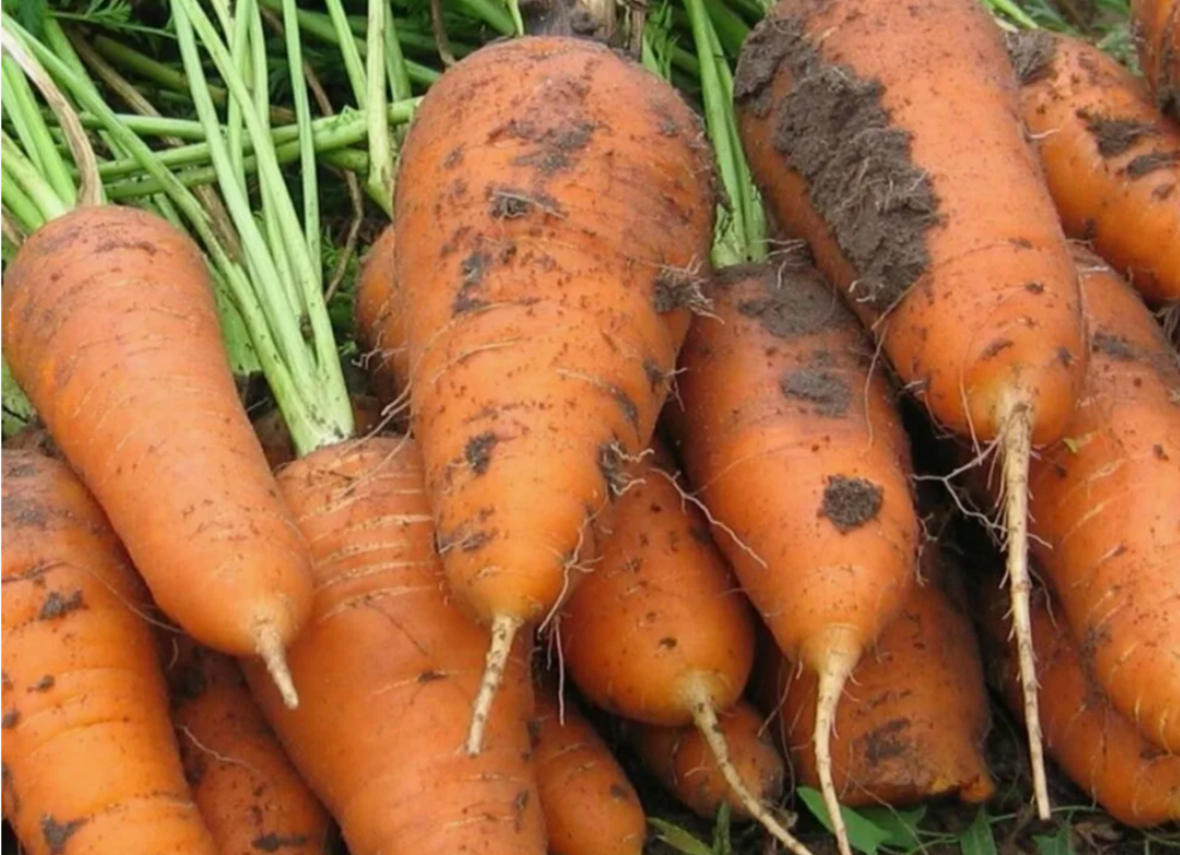 морковь для длительного хранения